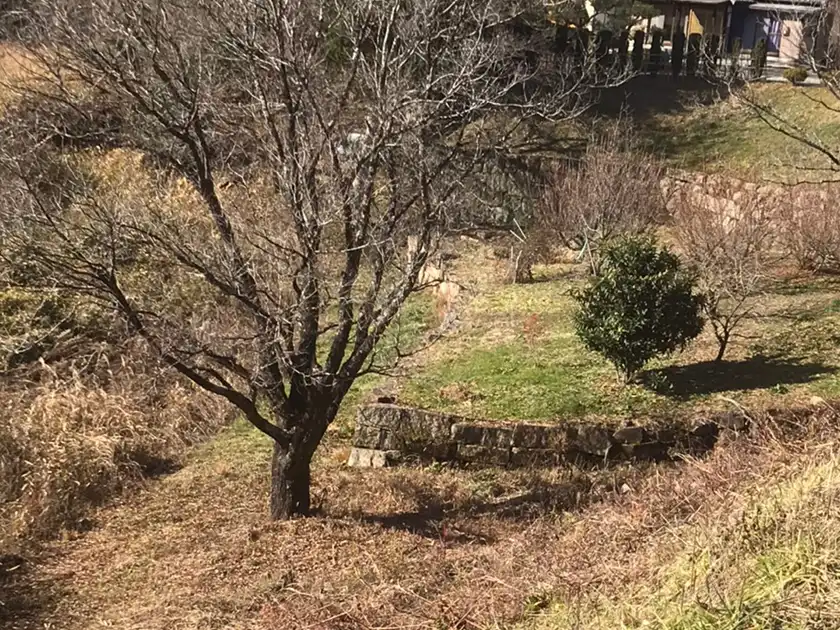 山間部・丘陵地の植栽管理