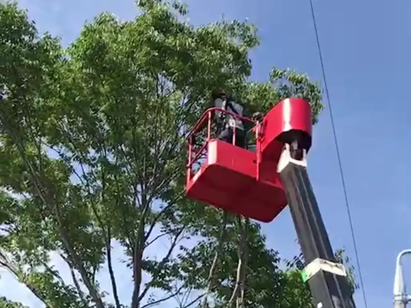 高木の剪定作業