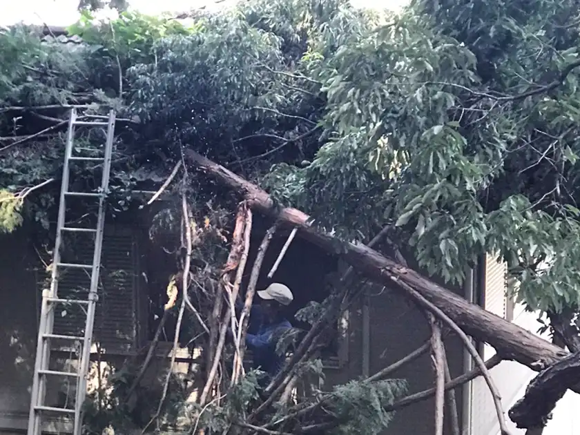 災害地域における植栽の処理